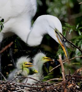 Baby Egrets - Momma took our Food